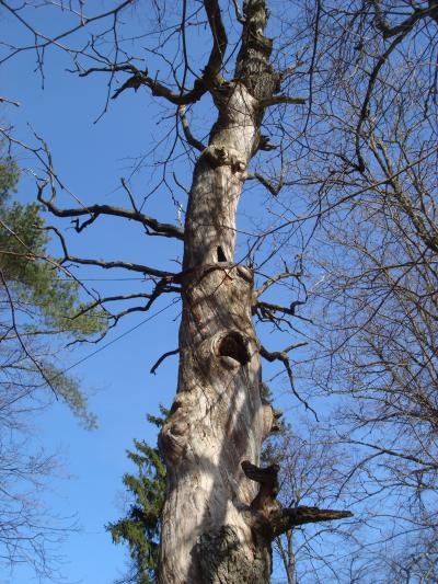 Дуб, на которой была явлена икона Успения Божией матери в 16-м веке
