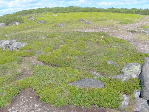 Лабиринт 3-5 века до Рождества Христова на о. Большой Заячий