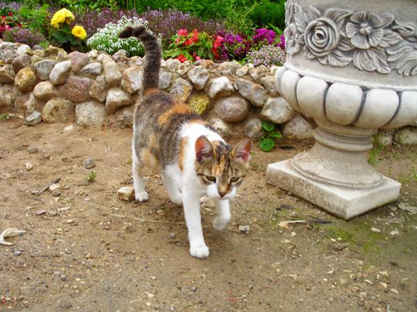 Паломническая поездка Малоярославец-Боровск Паломническая поездка Малоярославец-Боровск