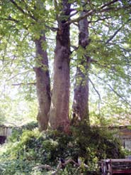 три платана на Старом Руссике. Здесь турки убили трех русских монахов и бросили их тела в колодец. Вскоре на этом месте выросло три дерева