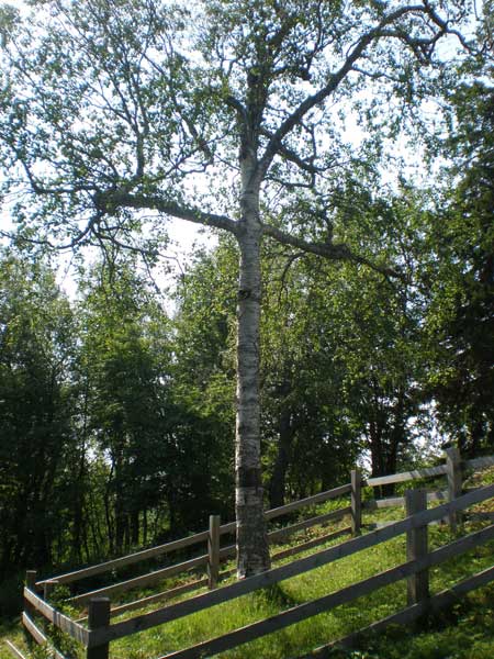 Соловецкие зарисовки Соловецкие зарисовки