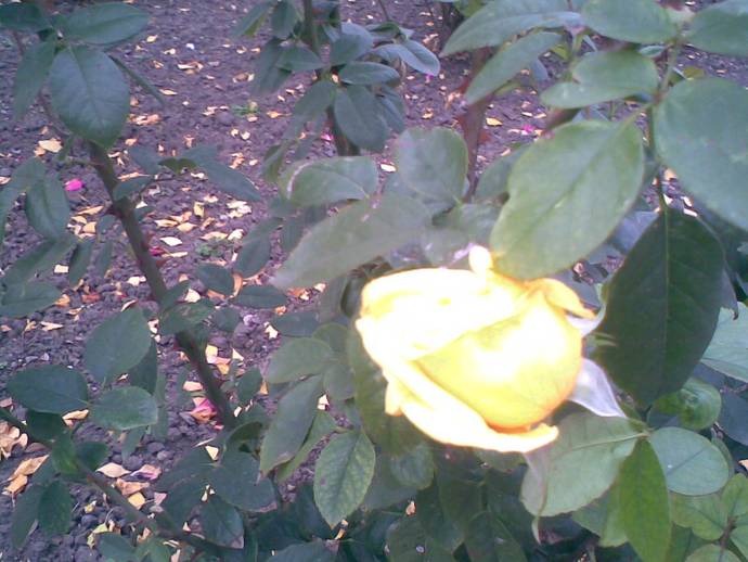 Старобельский женский монастырь в честь иконы Божией Матери "Всех скорбящих Радосте" Старобельский женский монастырь в честь иконы Божией Матери "Всех скорбящих Радосте"