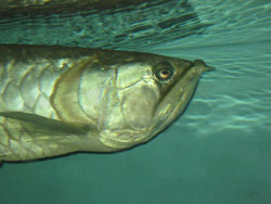 Серебряная ароварна