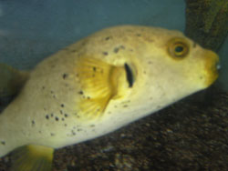 рыбка с названием догфейс (&laquo;собачья морда&raquo;)