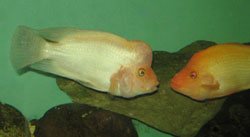 Рыба-профессор