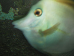 рыба sailfin tangs словно бы напоминает нам о том, какой была природа до грехопадения человека