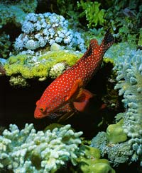 Подводный мир Красного моря