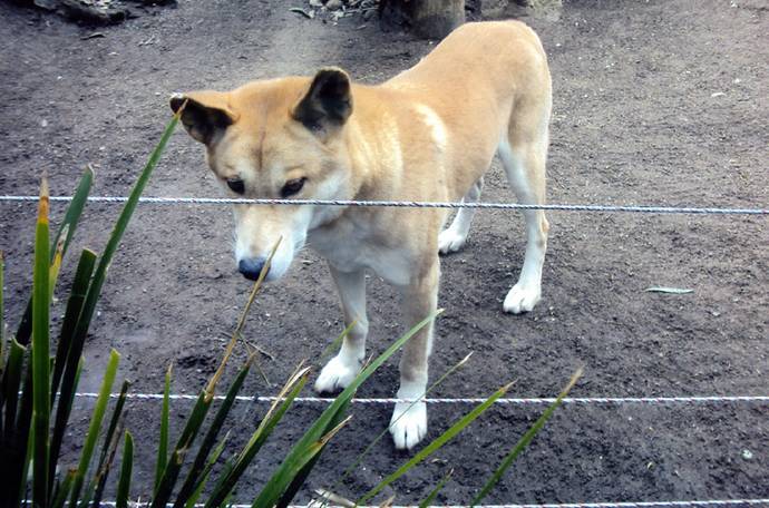 Дикая собака Динго