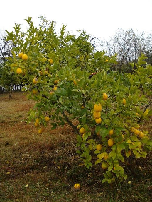 Паломническая поездка в Абхазию