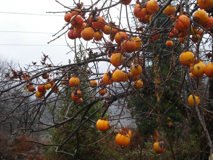 Паломническая поездка в Абхазию